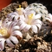 mammillaria. sanchez-mejorada