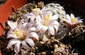 mammillaria. sanchez-mejorada