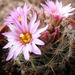 mammillaria. tepexicensis