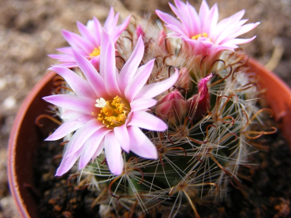 mammillaria. tepexicensis