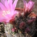 mammillaria.breviflora