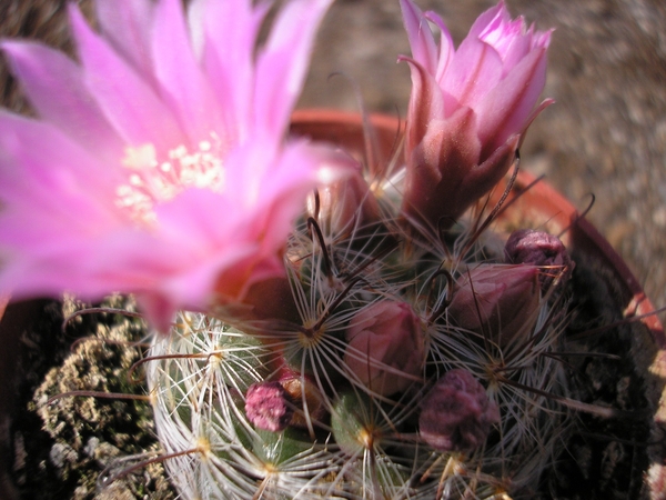 mammillaria.breviflora