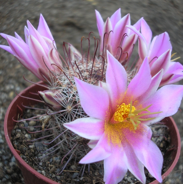 mammillaria.californica