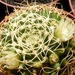 mammillaria.camptotricha.