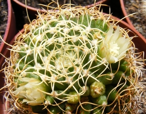 mammillaria.camptotricha.