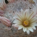 mammillaria.candida- pink