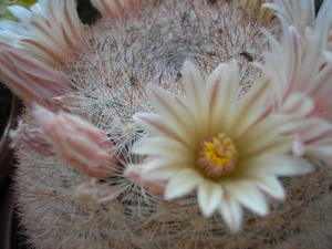 mammillaria.candida- pink