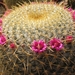 mammillaria.celsiana