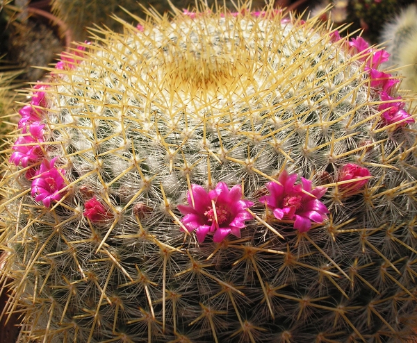 mammillaria.celsiana