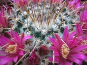 mammillaria.centricirrha