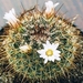 mammillaria.discolor