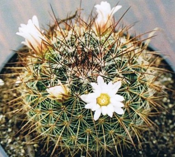 mammillaria.discolor