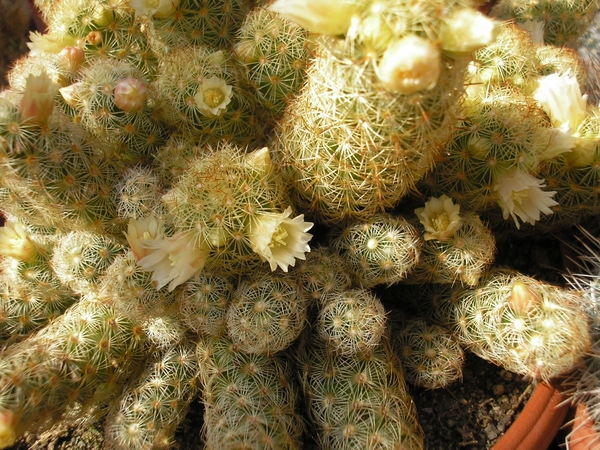 MAMMILLARIA.ELONGATA