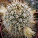 mammillaria.fa.armilate