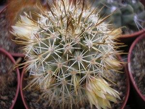 mammillaria.fa.armilate