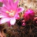 mammillaria.heyderi ( applante )