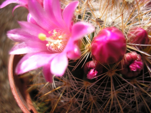 mammillaria.heyderi ( applante )