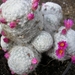 mammillaria.humboldtii