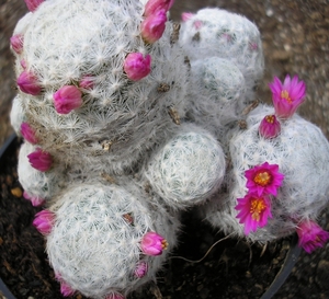 mammillaria.humboldtii