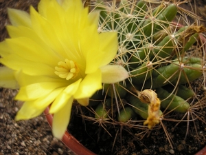 mammillaria.longimama