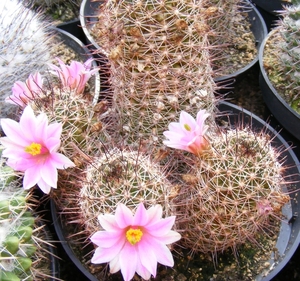 mammillaria.mazatlensis