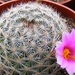 mammillaria.microcarpa