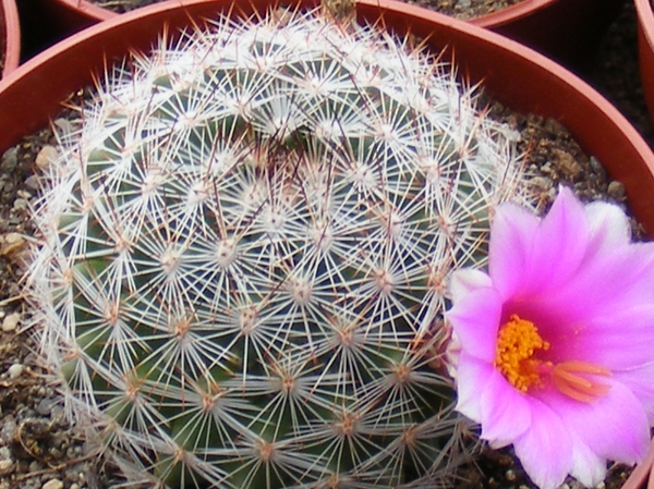 mammillaria.microcarpa