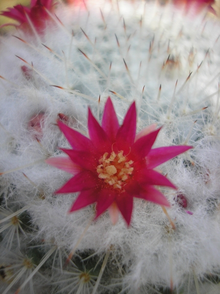 mammillaria.oaxacana