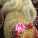 mammillaria.pitcayensis  crest