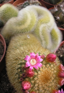 mammillaria.pitcayensis  crest