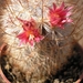 mammillaria.potosii