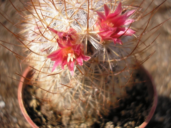 mammillaria.potosii