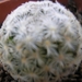 mammillaria.sp- cuencame  durango