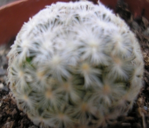 mammillaria.sp- cuencame  durango