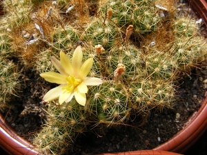 mammillaria.surculosa