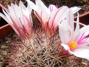 mammillaria.thornberi