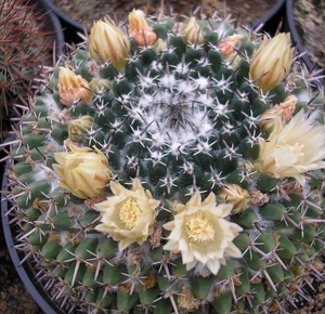 mammillaria.unicata