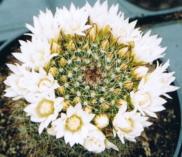 mammillaria.zeilnanniana