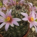 mammillaria  hutchisoniana