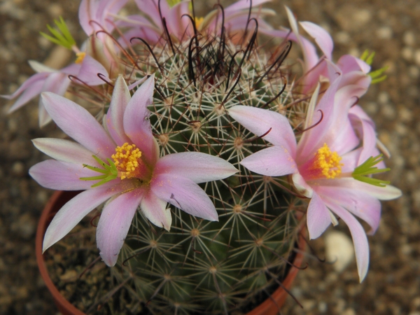 mammillaria  hutchisoniana