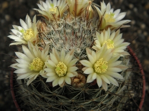 mammillaria  jaliscana .v. zaqcatecasensis