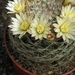 mammillaria  jalisscana .v. zacatecasensis                       