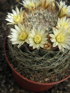 mammillaria  jalisscana .v. zacatecasensis                       