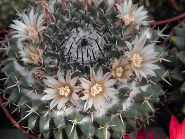 mammillaria  lloydii