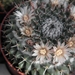 mammillaria  lloydii                                            1