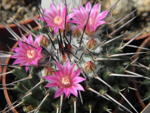 mammillaria  marcosi