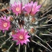 mammillaria  marcosi