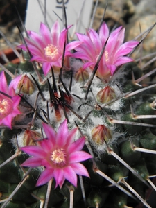 mammillaria  marcosi                                         1