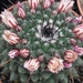 mammillaria  saint-piena                                         