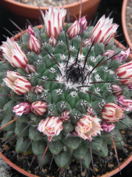 mammillaria  saint-piena                                         